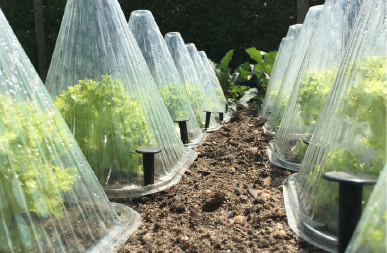 Extending your summer growing season