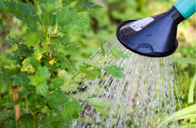 The best way to water your garden